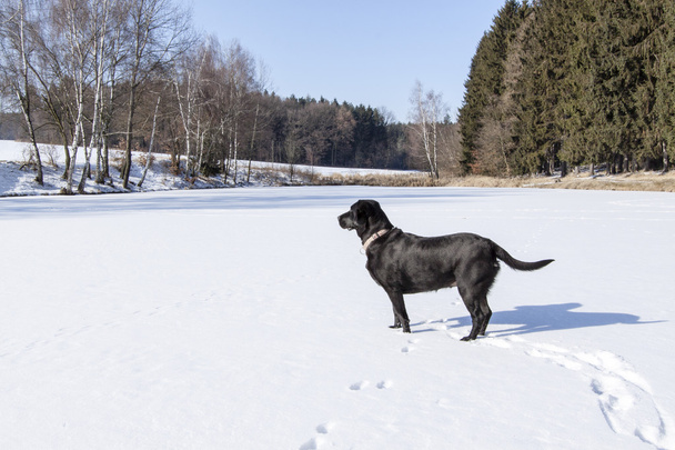 pond under snow in winter and black dog - Foto, Imagen