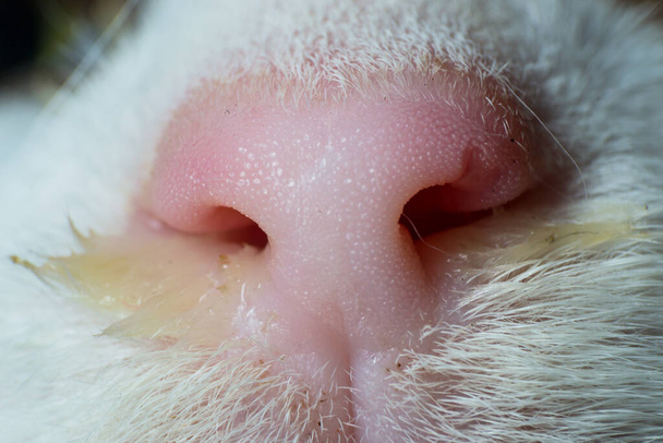 zblízka fotografie kočičího nosu se slizem - Fotografie, Obrázek