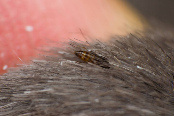 macro photo of a cat flea on skin surface - Photo, Image