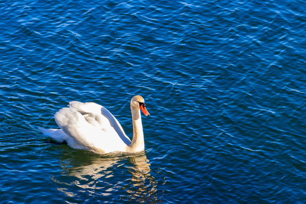 Bílá labuť plave po moři - Fotografie, Obrázek