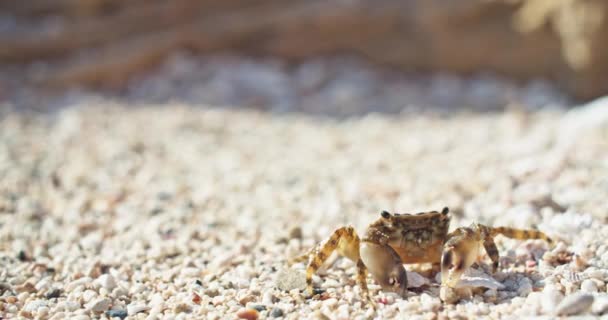 Macro vídeo em câmera lenta de um grande caranguejo na praia perto do mar. O caranguejo alterna entre seixos. Imagens 4k de alta qualidade - Filmagem, Vídeo