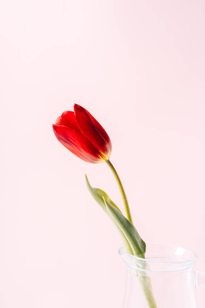 Red tulip in glass decanter close-up on pink background. - Fotografie, Obrázek