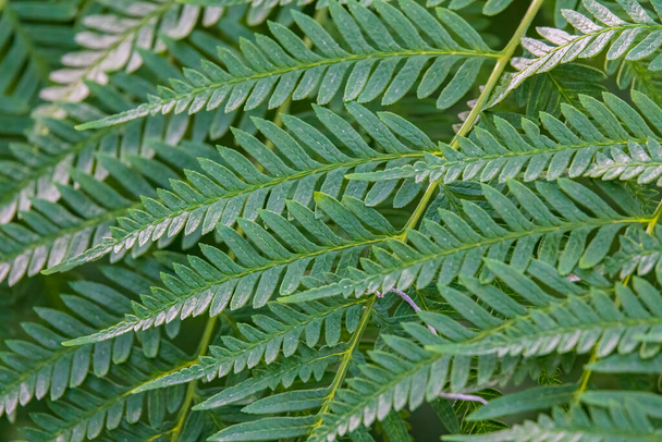 Green floral background. Fern leaves pattern - Фото, зображення