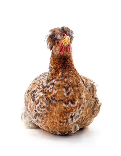 Young brown chicken isolated on a white background. - Фото, изображение