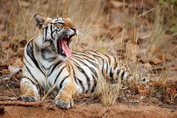 Tiger, Bengal Tiger (Panthera tigris Tigris), Hindistan 'daki Bandhavgarh Ulusal Parkı' nda takılıyor. - Fotoğraf, Görsel