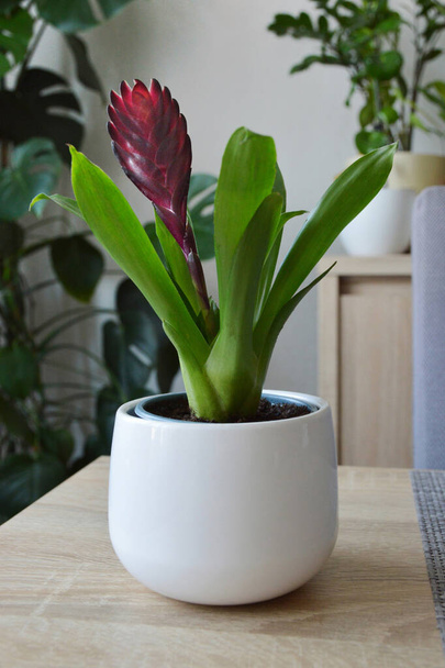Bromeliad plant in the pot - Photo, Image