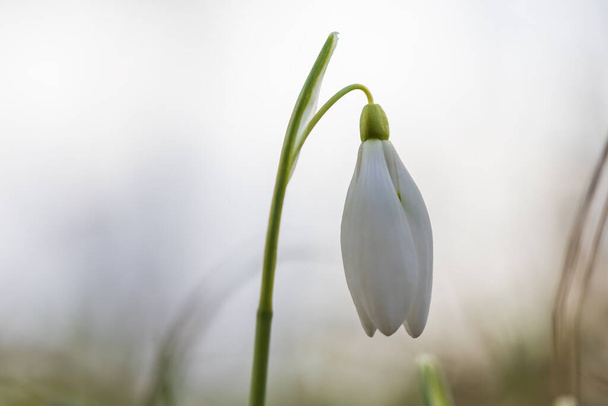 Snowdrop - Galanthus nivalis first spring flower. White flower with green leaves. - Foto, immagini