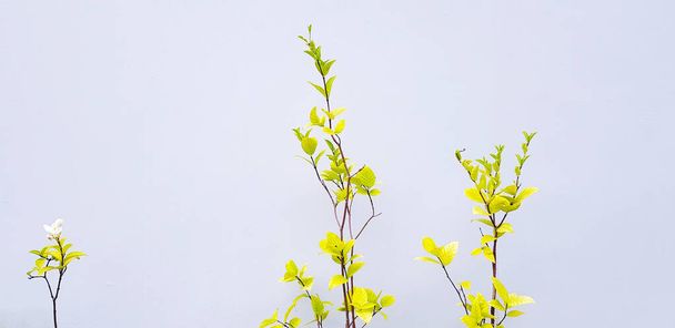 Biały lub Mok kwiat kwitnące z zielonymi liśćmi izolowane na szarym tle ściany z miejsca kopiowania. Piękno przyrody i koncepcji roślin. Naukowe imię kwiatu Wrightia religiosa. - Zdjęcie, obraz