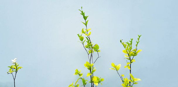 Weiße oder Mokblume blüht mit grünen Blättern isoliert auf grauem Wandhintergrund mit Kopierraum in Vintage-Ton. Schönheit der Natur und Pflanzenkonzept. Wissenschaftlicher Name der Blume ist Wrightia religiosa. - Foto, Bild
