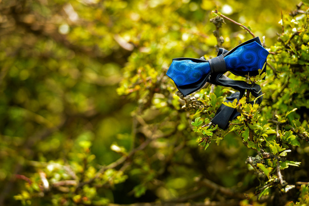 noeud papillon bleu - Photo, image