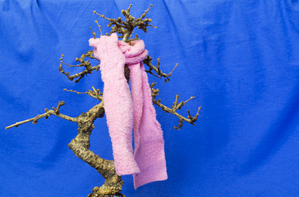Árbol de bonsái malo con bufanda rosa en el fondo azul
 - Foto, imagen