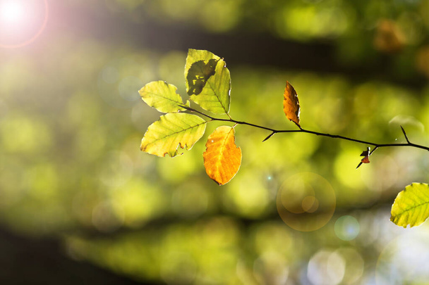 Leaves in the forest illuminated by the autumn sun. - Foto, Bild