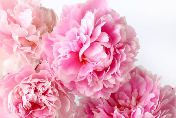 Beautiful pink peonies flowers isolated on a white background. Close-up. Copy space. Illustration. - Photo, Image
