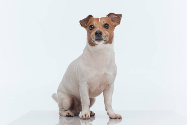 Picture of little Jack Russell Terrier dog waiting for some delicious meal, sitting against gray studio background - Photo, Image