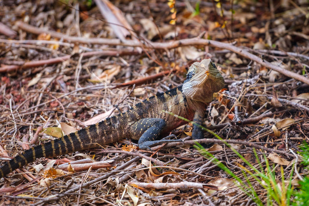 Portrait of the Australian water dragon (Intellagama lesueurii) in its natural habitat. - Photo, Image