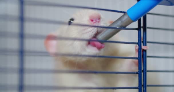 Белые крысы пьют воду, закрывая воду, включая 12-битный футаж. - Кадры, видео