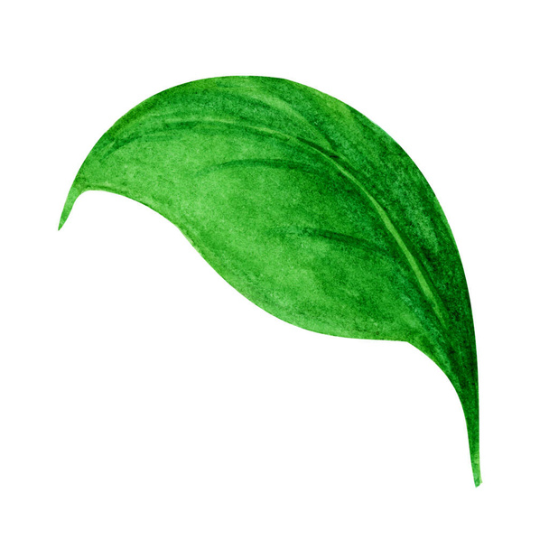 green leaf isolated on white for summer background - Φωτογραφία, εικόνα