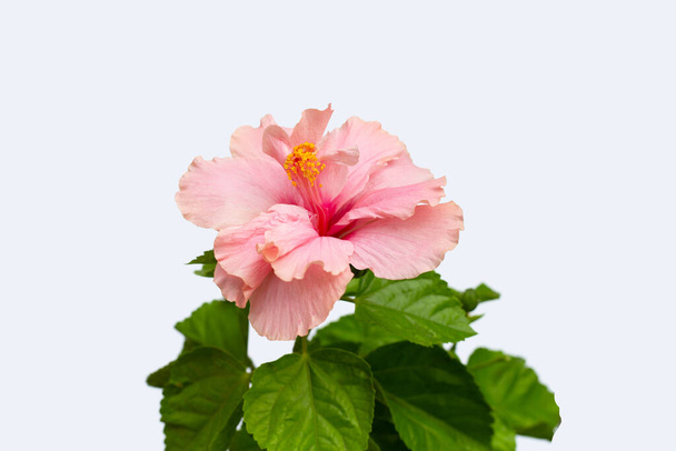 Hibiscus flower on white background. - Fotografie, Obrázek