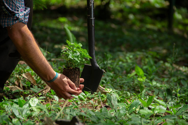 Primer plano de un hombre de rodillas plantando una pequeña planta con una pala negra en un campo verde rodeado de árboles durante un día soleado - Foto, Imagen