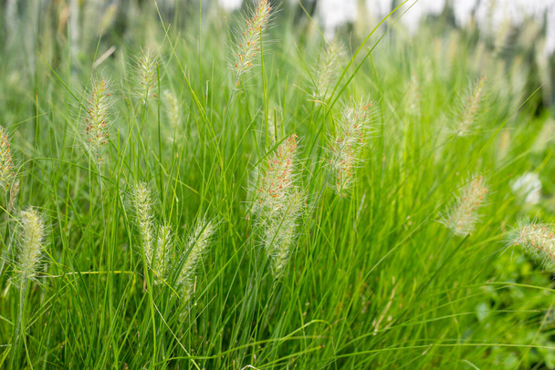 Fountain grass or pennisetum alopecuroides - 写真・画像
