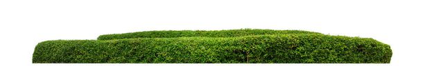 Shrubs isolated on white background with clipping path and alpha channel - Fotoğraf, Görsel