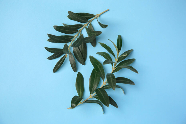 Olive twigs with fresh green leaves on light blue background, flat lay - Fotografie, Obrázek