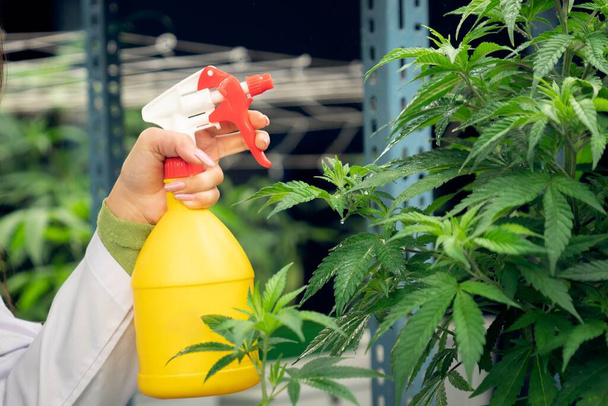 Primer plano mujer agricultora científica que utiliza aerosol botella en la gratificación de las plantas de cannabis en la granja de cannabis interior curativo, invernadero, planta de cultivo. Concepto de cultivo de planta de cannabis con fines médicos. - Foto, imagen