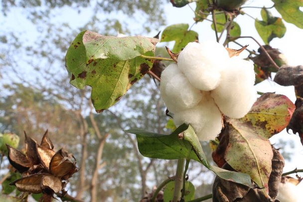 peruvian pima cotton on tree in farm for harvest are cash crops - Photo, Image