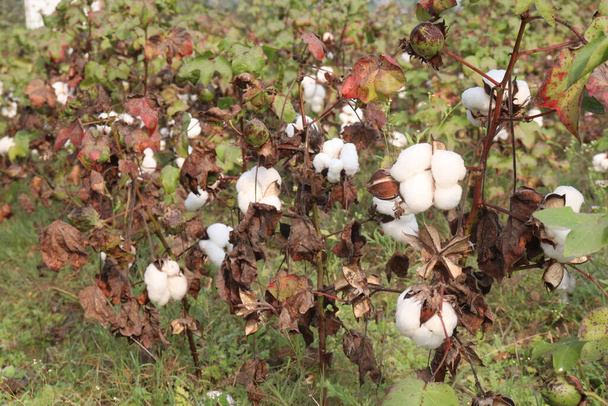 peruánská pima bavlna na stromě na farmě pro sklizeň jsou peněžní plodiny - Fotografie, Obrázek