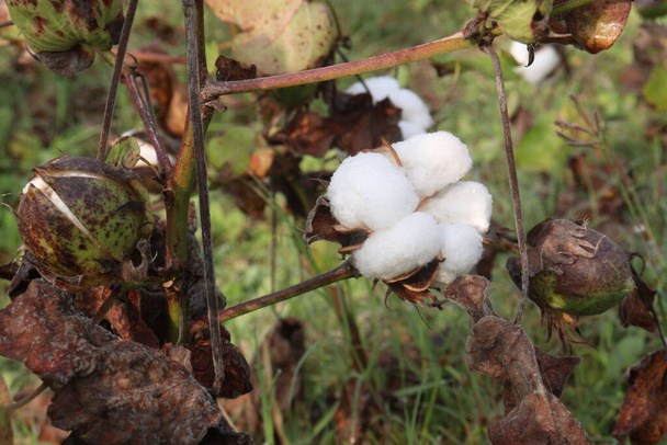 peruwiańska bawełna pima na drzewie w gospodarstwie na zbiory to uprawy gotówkowe - Zdjęcie, obraz