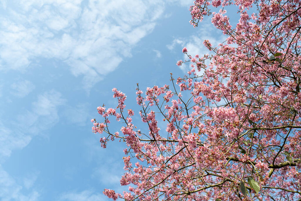 Kirsikankukat teepuutarhoissa - Valokuva, kuva