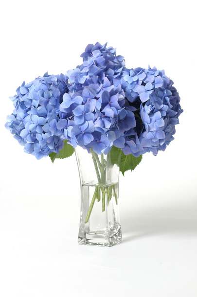 Hydrangeas in vase - Фото, зображення