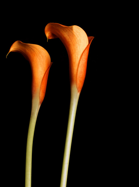 Oranje Calla lelies - Foto, afbeelding