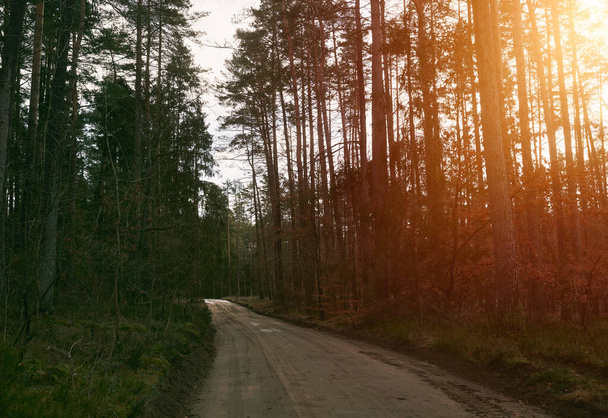 Kręte leśne żwirowe ścieżki w humorzasty dzień. Krajobraz lasów europejskich. - Zdjęcie, obraz