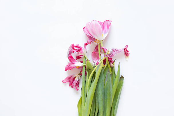 Withered tulips on a white background close-up, an old bouquet of flowers - Fotó, kép