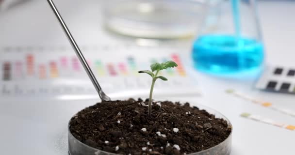 Chemicus wetenschapper neemt chemische lepel grond uit petrischaal met plant sprout close-up 4k film slow motion. Agronomie verbetert bodemvruchtbaarheidsconcept - Video