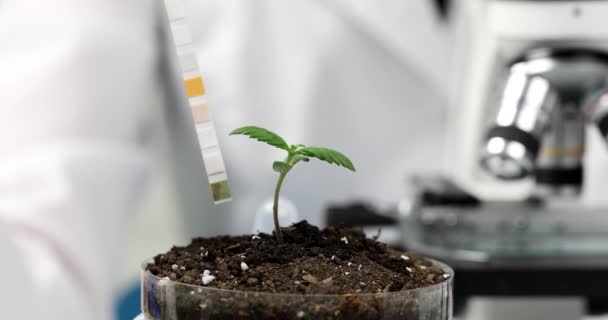 Tutkija kemisti määrittää maaperän happamuutta petrimaljassa kukka versoa käyttäen litmuspaperia laboratoriossa lähikuva 4k elokuva hidastettuna. Geenitekniikan ja geenitekniikan käsite - Materiaali, video