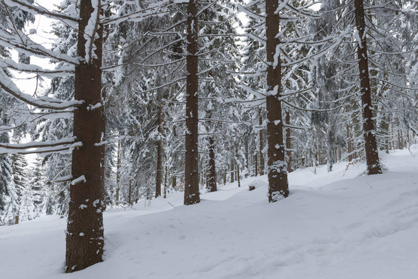 Karkonosze Montanhas na Polônia no inverno. As encostas das montanhas e abetos que crescem sobre eles são cobertos com uma espessa camada de neve. Os ramos das árvores dobram-se sob uma espessa camada de branco para baixo. Está um dia nublado.. - Foto, Imagem