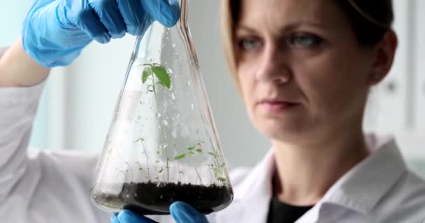 Scientifique biologiste regardant pousses de plantes vertes en fiole en laboratoire gros plan film 4k au ralenti. Concept de génie génétique Gmo - Séquence, vidéo