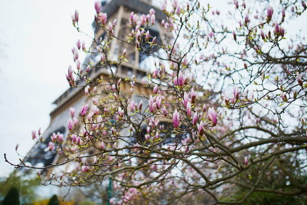Pink magnolia in full bloom and Eiffel tower in the background. Beginning of spring in Paris, France - Zdjęcie, obraz