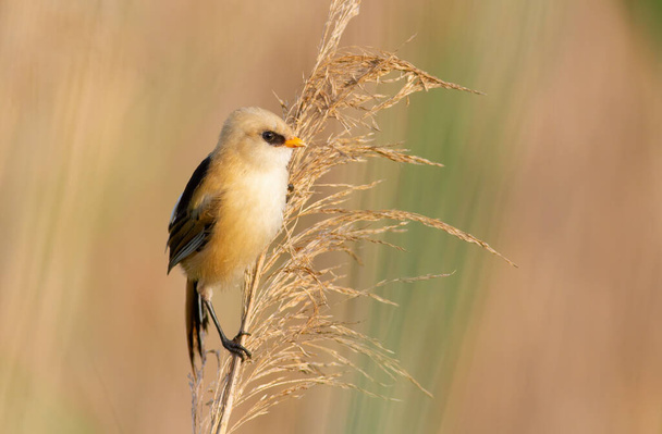 Bearded reedling, Panurus biarmicus. A young male sits on top of a fluffy reed - Photo, Image