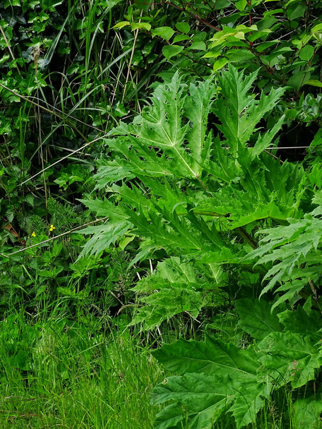 Mladý list chaluhy (Heracleum sphondylium), v podkladovém listu japonského chaluhy (Fallopia japonica), se zelenými a hnědými barvami - Fotografie, Obrázek