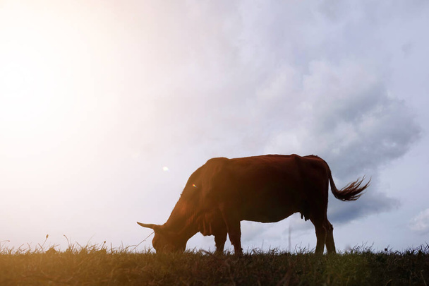 silhouette de vache dans la prairie avec fond de coucher de soleil  - Photo, image
