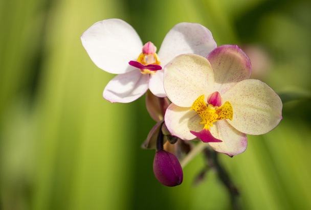 spathoglottis plicata orchid flower - Photo, Image