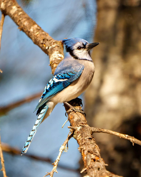 Blue Jay close-up side view, perched on a tree branch with blur background in its environment and habitat surrounding. Jay Picture. Jay Portrait. - Foto, Imagen
