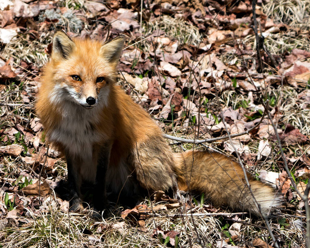 Red fox close-up front profile view, sitting and looking at camera  in its environment and habitat with a blur foliage background. Fox Image. Picture. Portrait. Photo. - 写真・画像