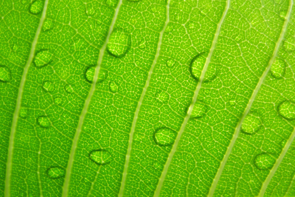 σταγόνα νερού στα φύλλα - Φωτογραφία, εικόνα