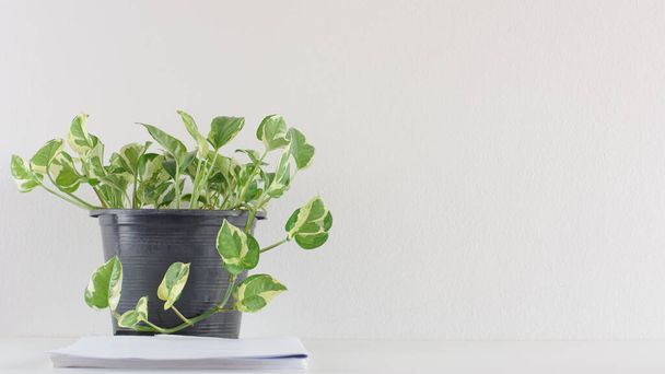 Eine Topfbetelblatt-Pflanze zur Luftreinigung im Schreibtischbüro. - Foto, Bild