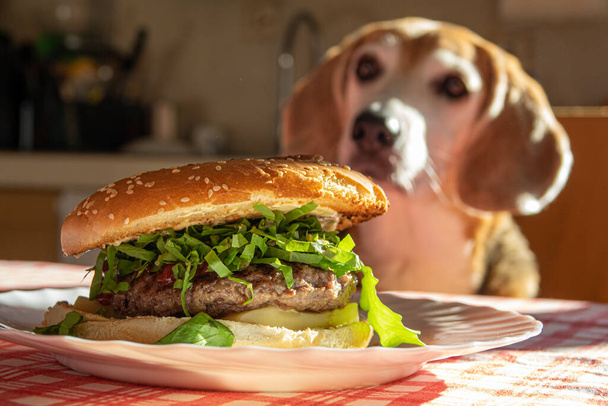 Cheeseburger σε κοντινό πλάνο στο τραπέζι της κουζίνας με ένα θολό σκυλί beagle στο παρασκήνιο βλέποντας - Φωτογραφία, εικόνα