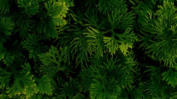 Vista de la naturaleza hojas de helecho verde fresco. Fondo de paisaje tropical para sitio web y materiales de marketing. - Foto, Imagen